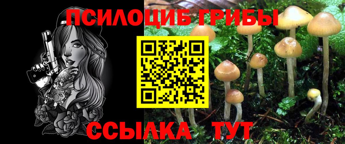 Псилоцибиновые грибы Cubensis Каспийск